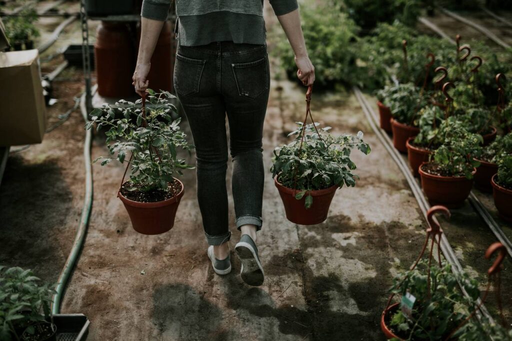 A paradicsom könnyen megterem az erkélyen is, bátran választhatjuk kezdő kertészként is